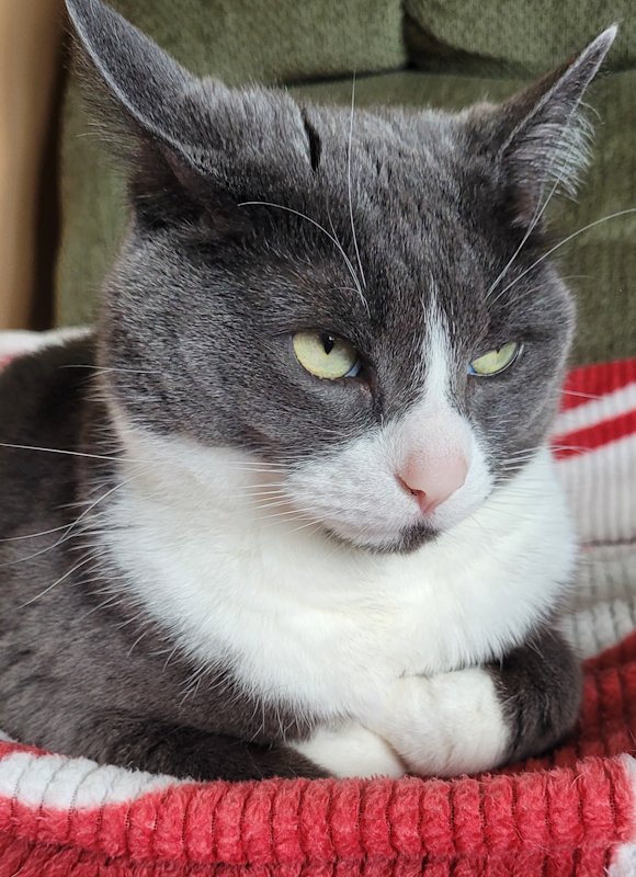 artlisa84's tweet image. #WorkExcuseIn4Words the cat did it