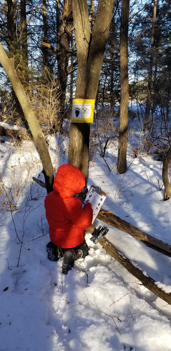 McMahonFirsties's tweet photo. Outdoor learning- Animal tracks! #mcfirsties #handsonlearning #fostercuriosity #getoutside #firstgradeforesters https://t.co/hXYYKRdUt6