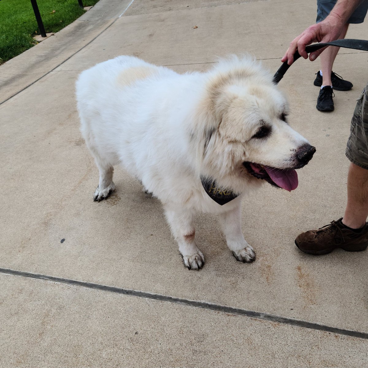 Rest in peace, Harlan. 💔

#NewProfilePic