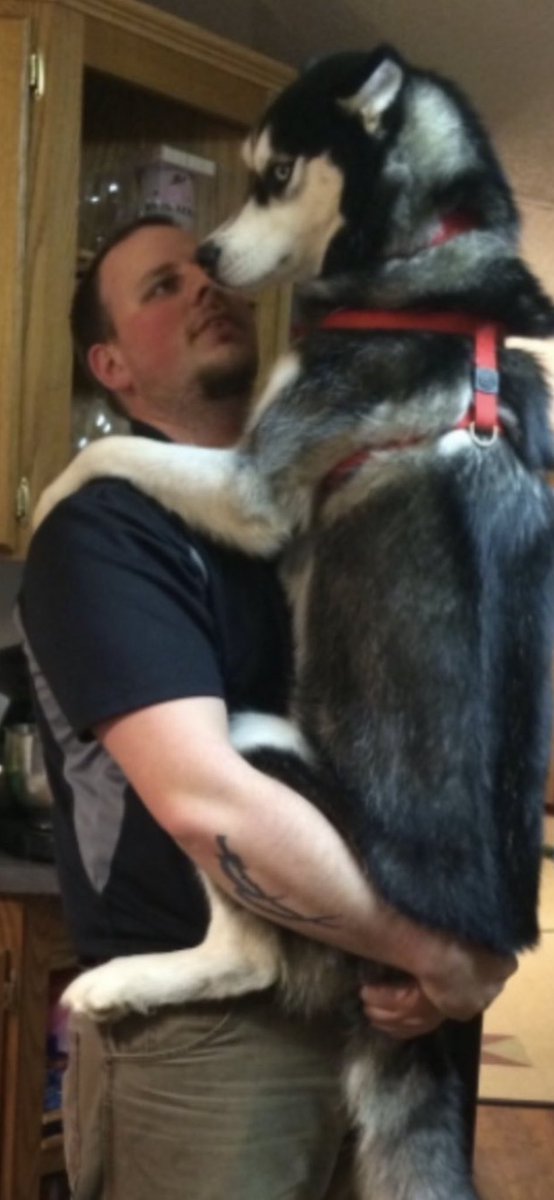 cody_bella_luna's tweet image. #WorkExcuseIn4Words
My husky got scared.