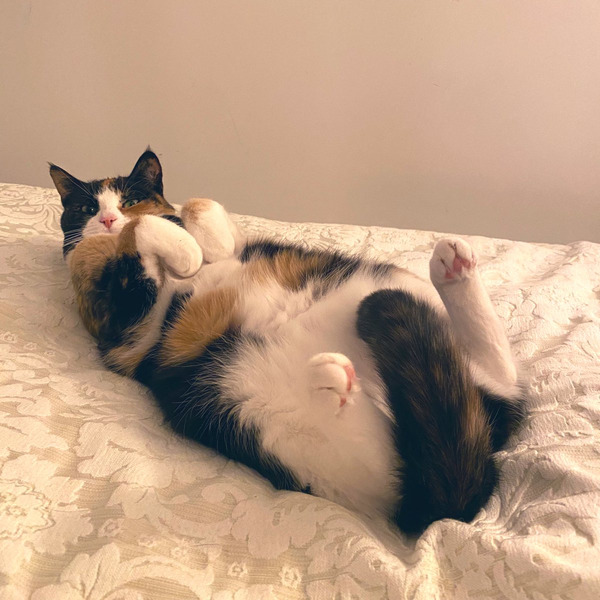 EasyWebThings's tweet image. Oh great, the office human has done a blog post and wants me to ‘put it on the social media’. 

EasyWebThings.com/2023/02/02/kic…