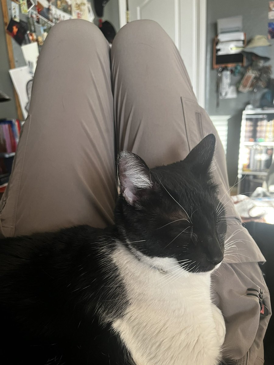 ennaarat's tweet photo. now whenever i get home from work my cat yells at me until i go lie down on my bed and cuddle with her for a few minutes. life is so evil for making me leave her every day https://t.co/6GgFsPTSjK