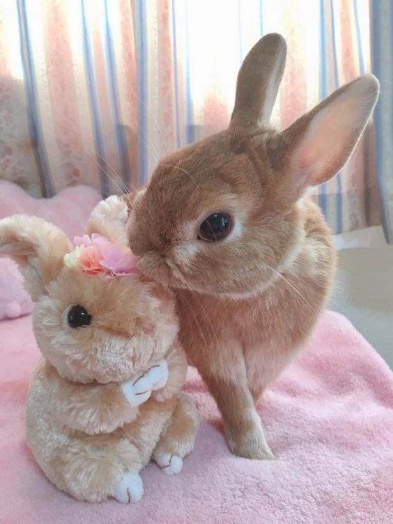 Bunnies (@rabbiteveryhour) on Twitter photo 