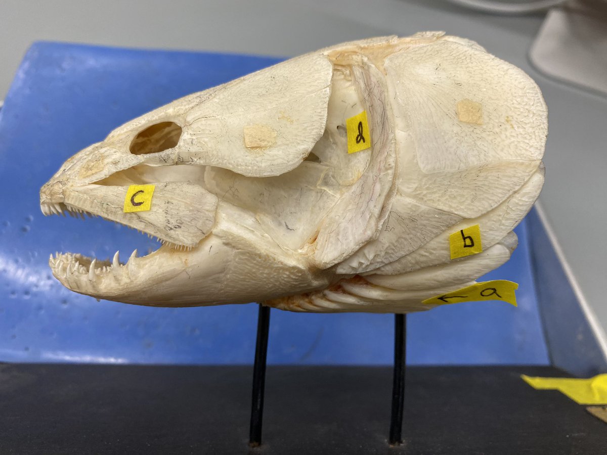 mwestneat's tweet photo. Same yโall - name that fish and ID them bones. Itโs important. #CompAnat https://t.co/f8KqZuQkDp