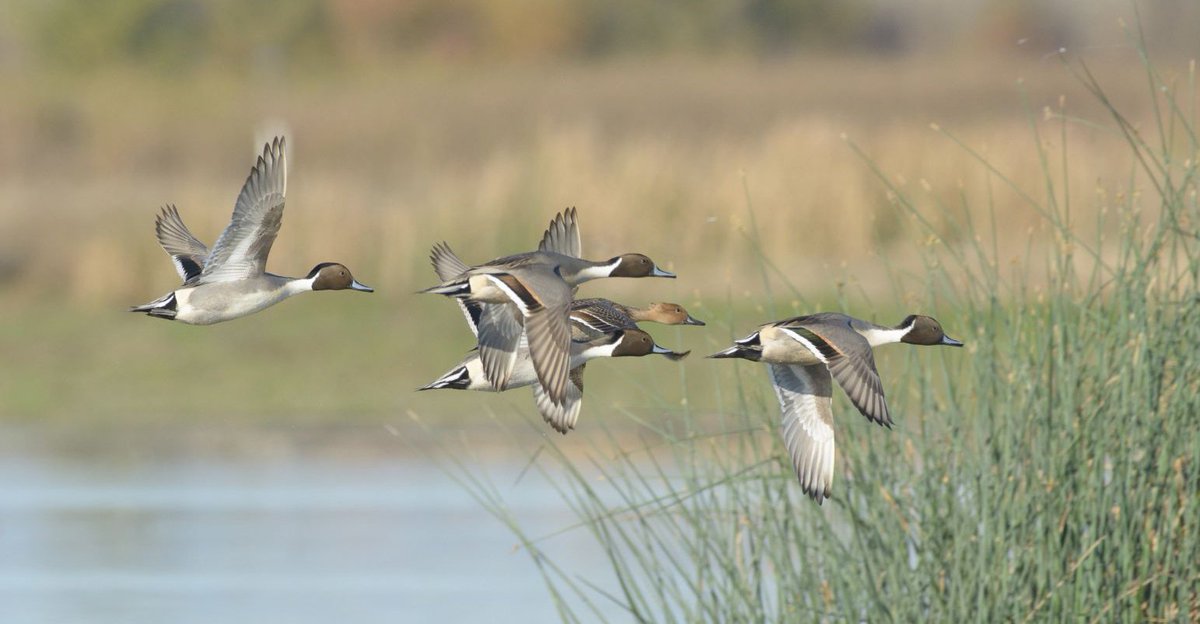 unep_aewa's tweet photo. #EU ban on #leadshot in #wetlands enters into force today!🎉

This historic step is in line with the provisions of AEWA and marks one of the greatest conservation achievements in the history of the Agreement!

➡️https://t.co/6SiCt9stQ0 https://t.co/iLosq1MpQG