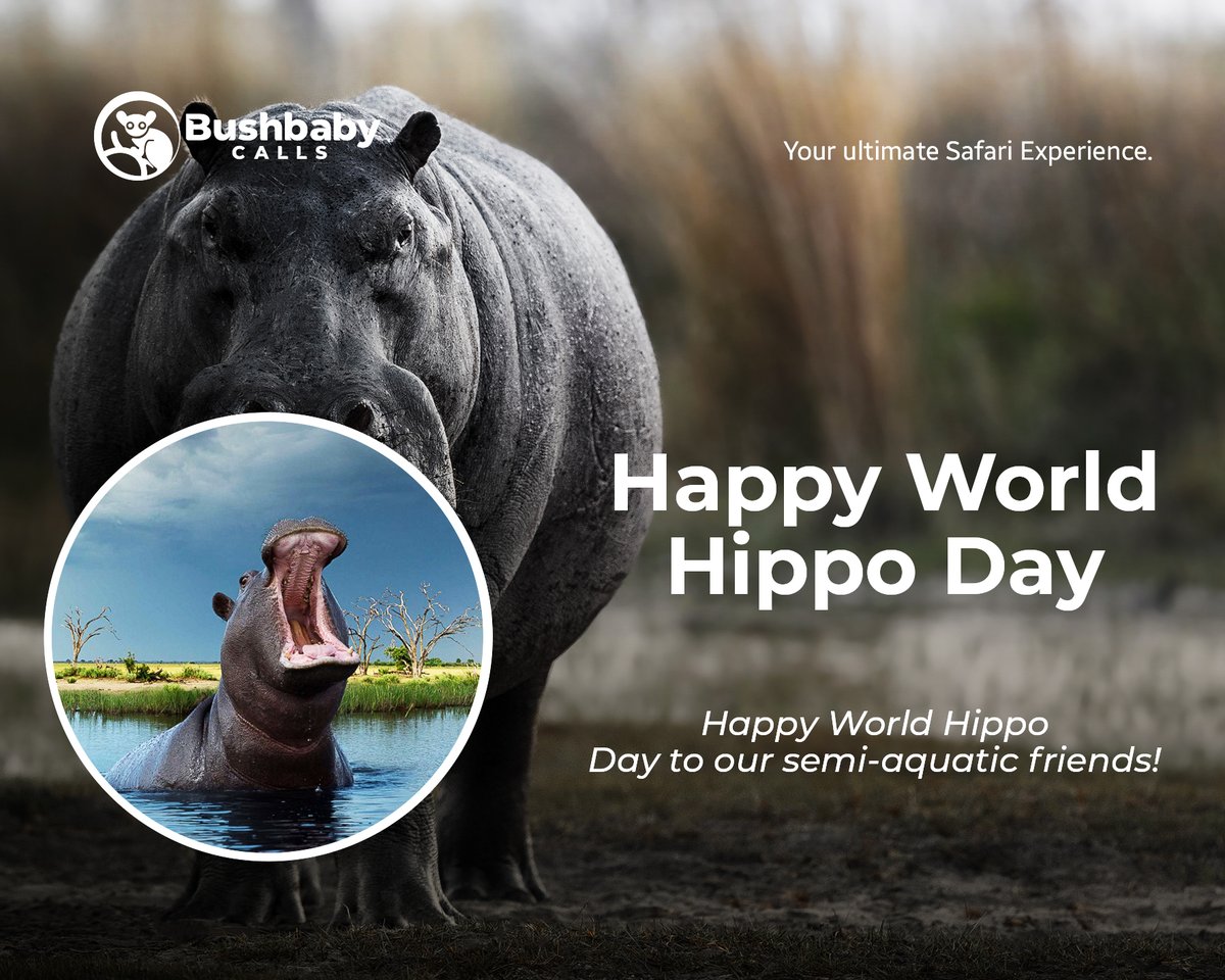 Happy World Hippo Day! 

#worldhippoday #hippos #africansafari #budgetsafari #tentedcamping #travel
#guidedtours #botswana #botswanatourism #botswanasafari #ilovebotswana