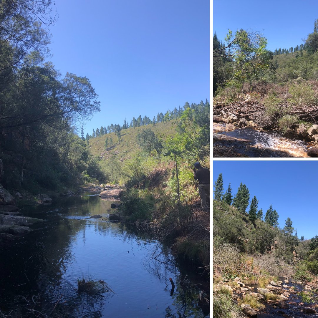 The Korentepoort Dam project: 
Our teams are working hard on clearing the riverine of alien species at the Korentepoort Dam area. 

#gvbconservancy #korentepoortdam #riversdale #alienclearing #riverine #sitevisits #blueskies #river #nature #restoringtheenvironement