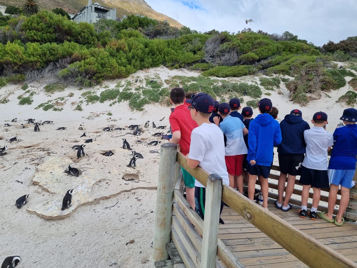 BPSCricket's tweet photo. Visited the penguins this morning. Now off to a Lion sanctuary before lunch and matches 7 &amp; 8 against Paarl Boys. https://t.co/FBafsI9PKC
