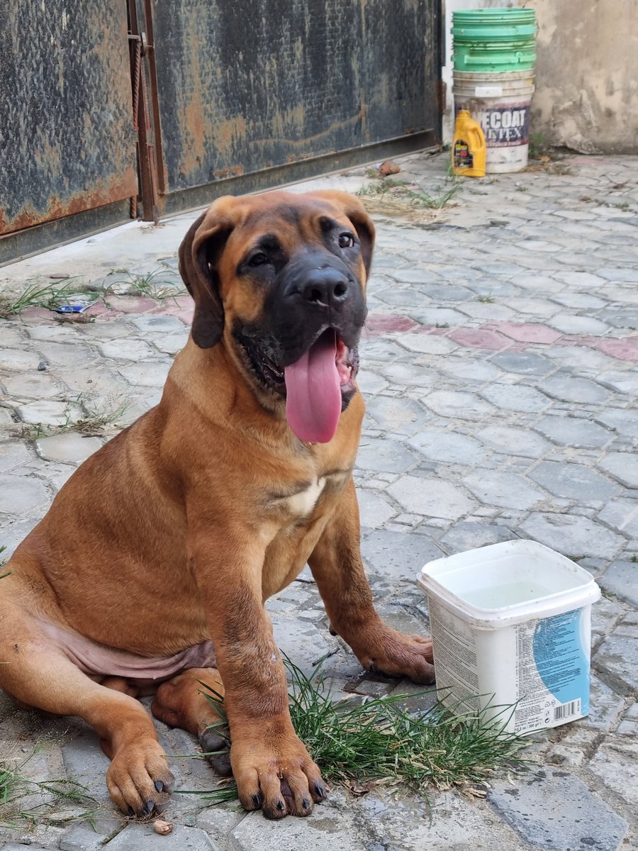 Dir_Izzy's tweet photo. This solid 4mths BB is ready for a new home. Vaccinated and dewormed. 
Location: Lagos

Ibadan Caramel CBN Act Supreme Court NURTW #ARSMCI #ValentinesDay https://t.co/ZSgVsSfyts