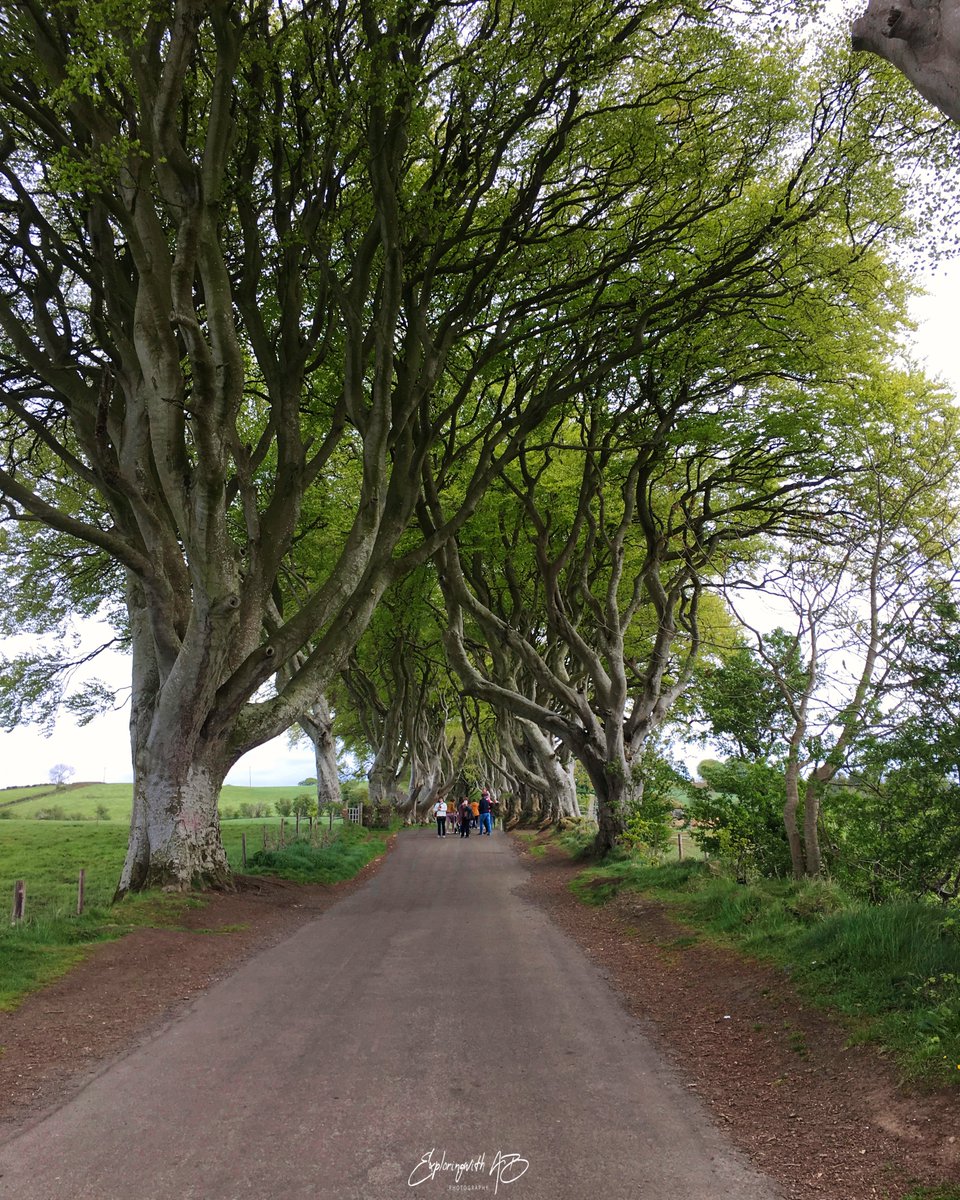 exploringwithAB's tweet photo. King's road or Dark Hedges on Bregagh Road in Northern Ireland #NorthernIreland #GameOfThrones #road #travelphotography #exploringwithab @BBC_Travel @NatGeoTravel @NatGeoPhotos https://t.co/3UL3tDcMBE