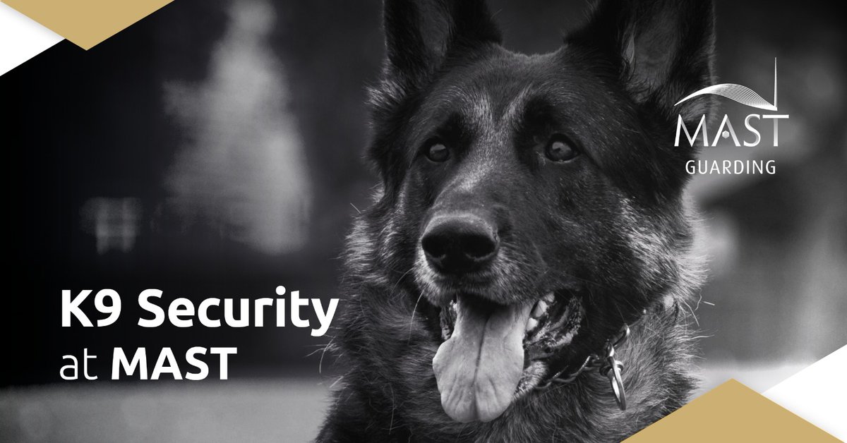 MAST_Security's tweet image. NASDU-accredited K9 security units can be deployed across a variety of industries.  A properly trained canine dog unit is a proven effective crime deterrent as well as deterring and detecting trespassers. Contact MAST to see how effective K9 Security can be for you

 #securitydog