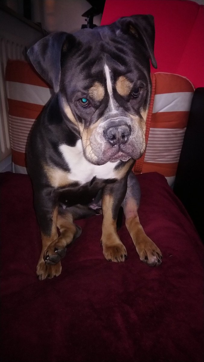 andy___80's tweet image. Hond nog beetje suf van de narcose, maar de operatie is goed gegaan. Nu herstellen en over een tijdje weer lekker wandelen. #DogLover #Bulldog