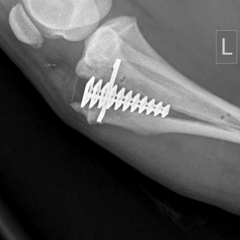 andy___80's tweet image. Hond nog beetje suf van de narcose, maar de operatie is goed gegaan. Nu herstellen en over een tijdje weer lekker wandelen. #DogLover #Bulldog