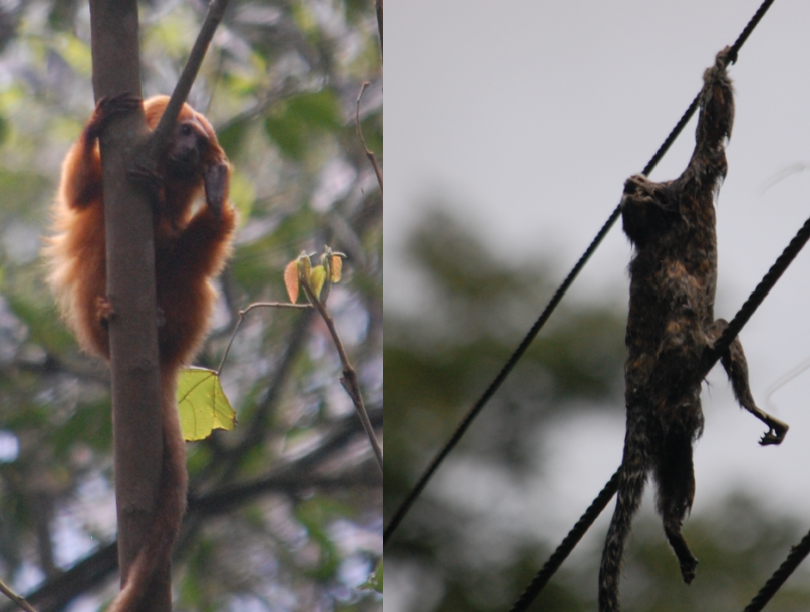 DelegadoSaraiva's tweet photo. Um mico-estrela eletrocutado e um mico-leão-dourado. As fotos são minhas e os locais distam 100 metros entre si. A @EnelBrasil não substituiu os cabos expostos por outros com isolamento.  Os fios estão no Refúgio da Vida Silvestre da Serra da Estrela  @rj_inea @minc_rj  @ibamagov https://t.co/1SHBlKN7Ts