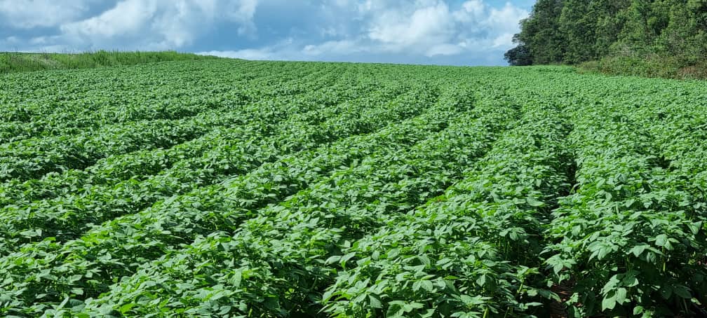 tubertek's tweet image. 