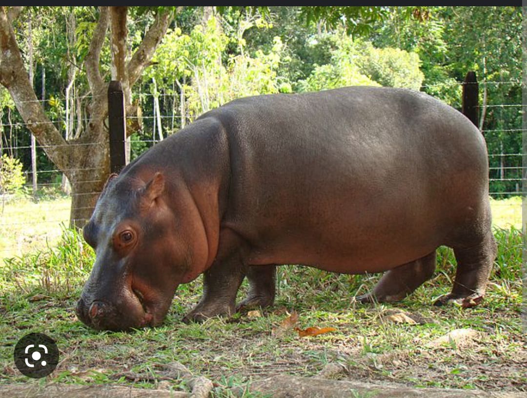 Luis Domingo Gómez Maldonado tweet media
