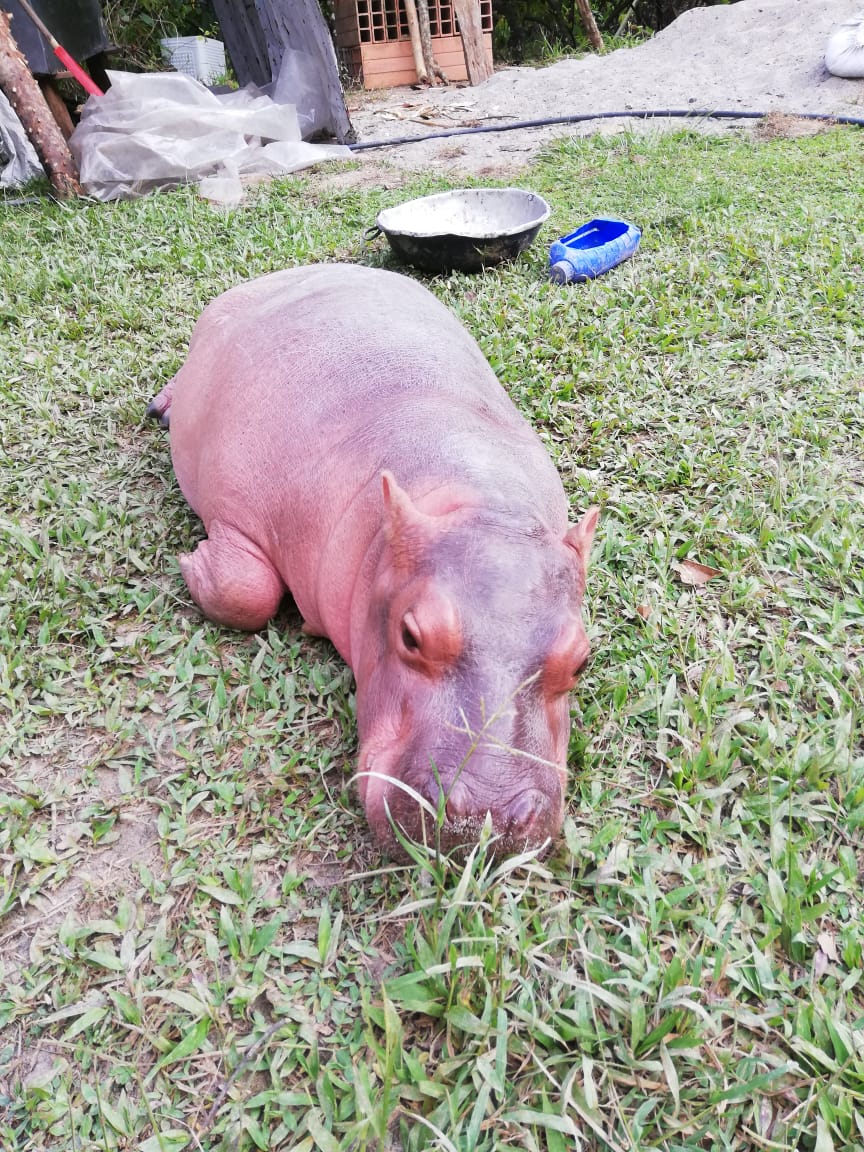 Luis Domingo Gómez Maldonado tweet media