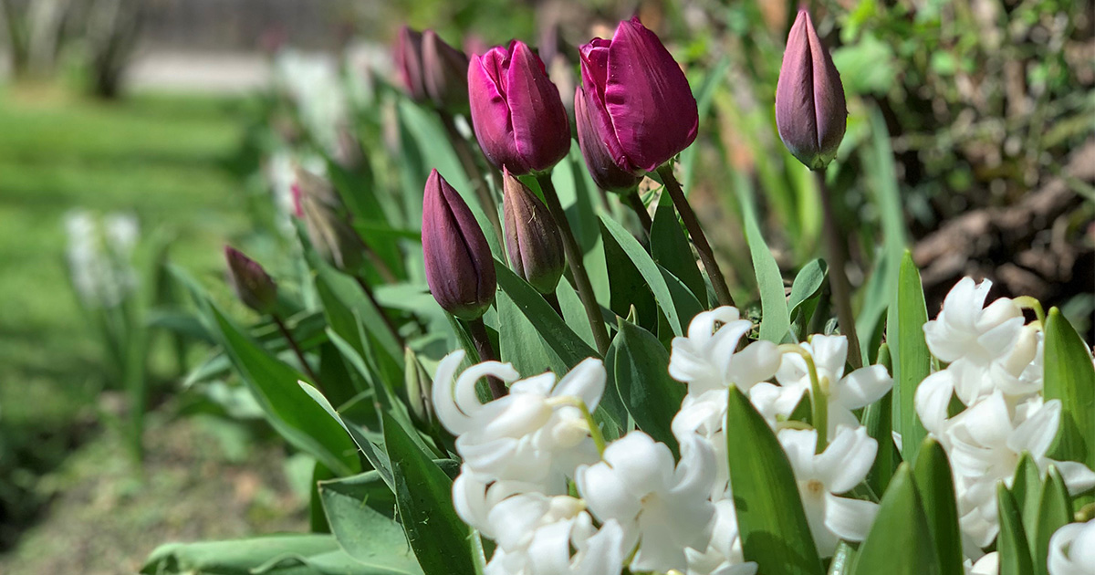 ArdenHotel's tweet image. Say goodbye to winter and hello to a Spring Stay! 💐

As the cold begins to melt away, plan ahead for our fantastic Spring Stay, with so much to see and do! Read our new blog to find out more! -bit.ly/3RTV1Ap😍

#springgetaway #spring #stratforduponavon