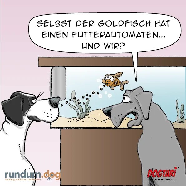 rundumdog's tweet photo. Aus Routine bekommen unsere Hunde immer zur gleichen Zeit fressen. So ist der Tagesablauf am einfachsten. Eigentlich aber ein Fehler... Den Hunden geht es dann nähmlich wie mir, wenn ich nicht um 12:15 mein Essen auf dem Tisch habe 🤪 

#Fütterung #dogtari #essenszeit #dogge https://t.co/EmpnhS8ANF