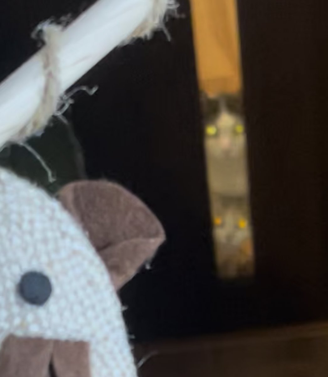 hota_mone1's tweet photo. もっと楽しくなるはずだったのに、
怖すぎる猫たち！　ネズミさんごめん。

https://t.co/SS3frmjlFg
#猫　#ねこ　#お家猫 https://t.co/kx8n9cxbPK