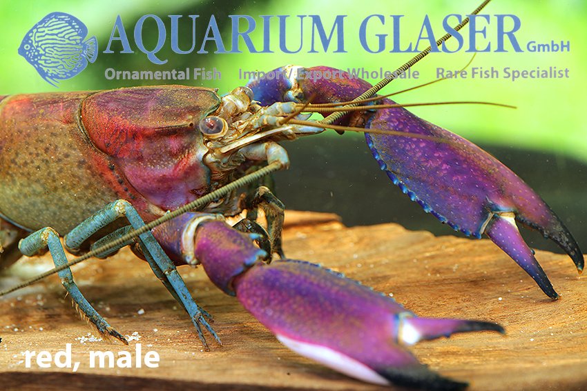aquariumglaser's tweet photo. #Cherax #wagenknechtae
find more details and pics @ https://t.co/kgExUnuDLM https://t.co/JkXniaLznW