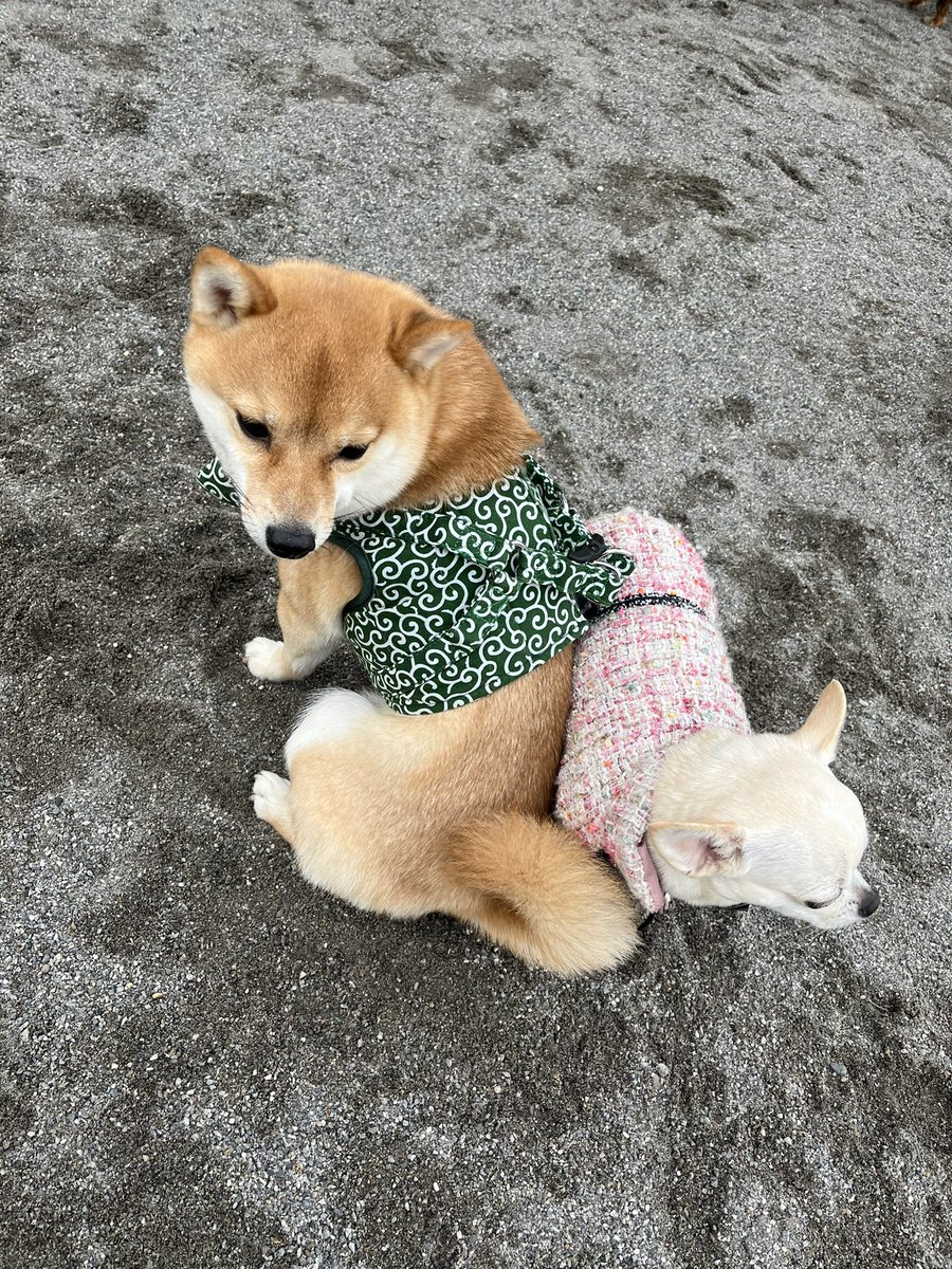 AzukiKinako4's tweet photo. キナコ様のテンションが上がらず早めの撤収させて頂きました🐕💕 https://t.co/wDjKIWnsAB