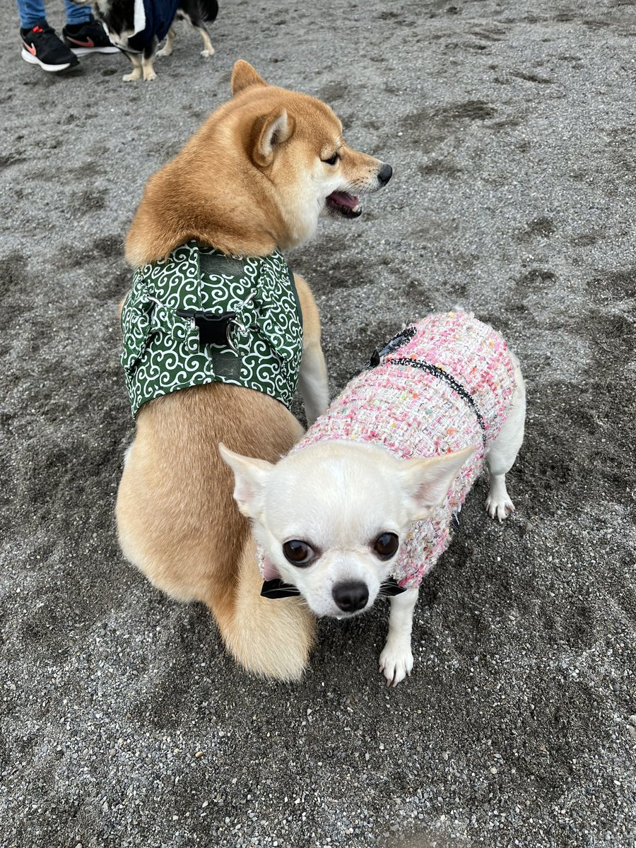 AzukiKinako4's tweet photo. キナコ様のテンションが上がらず早めの撤収させて頂きました🐕💕 https://t.co/wDjKIWnsAB