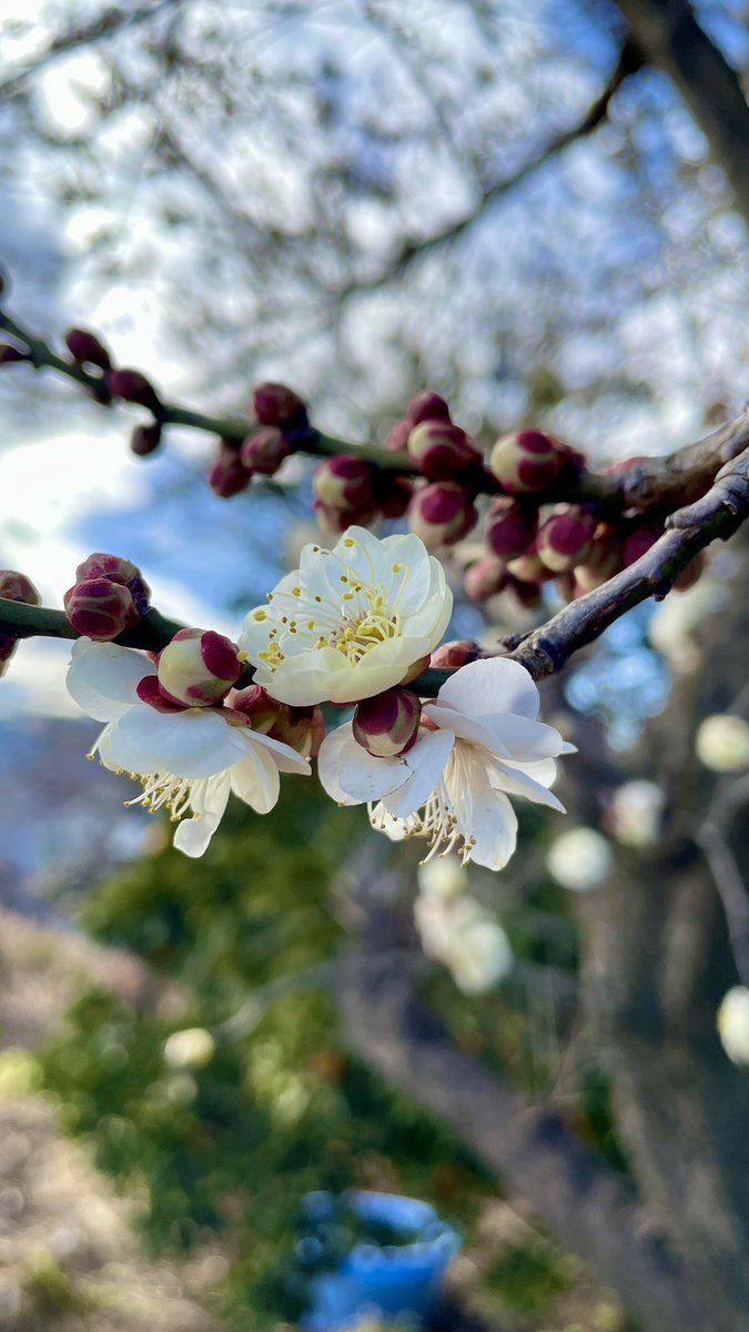 G10225750's tweet photo. 白梅、蝋梅、河津桜🌸
庭を彩ってくれています☺️

#白梅　#蝋梅　#河津桜　#農家
#写真好きな人と繋がりたい https://t.co/UUyo6hBeqJ