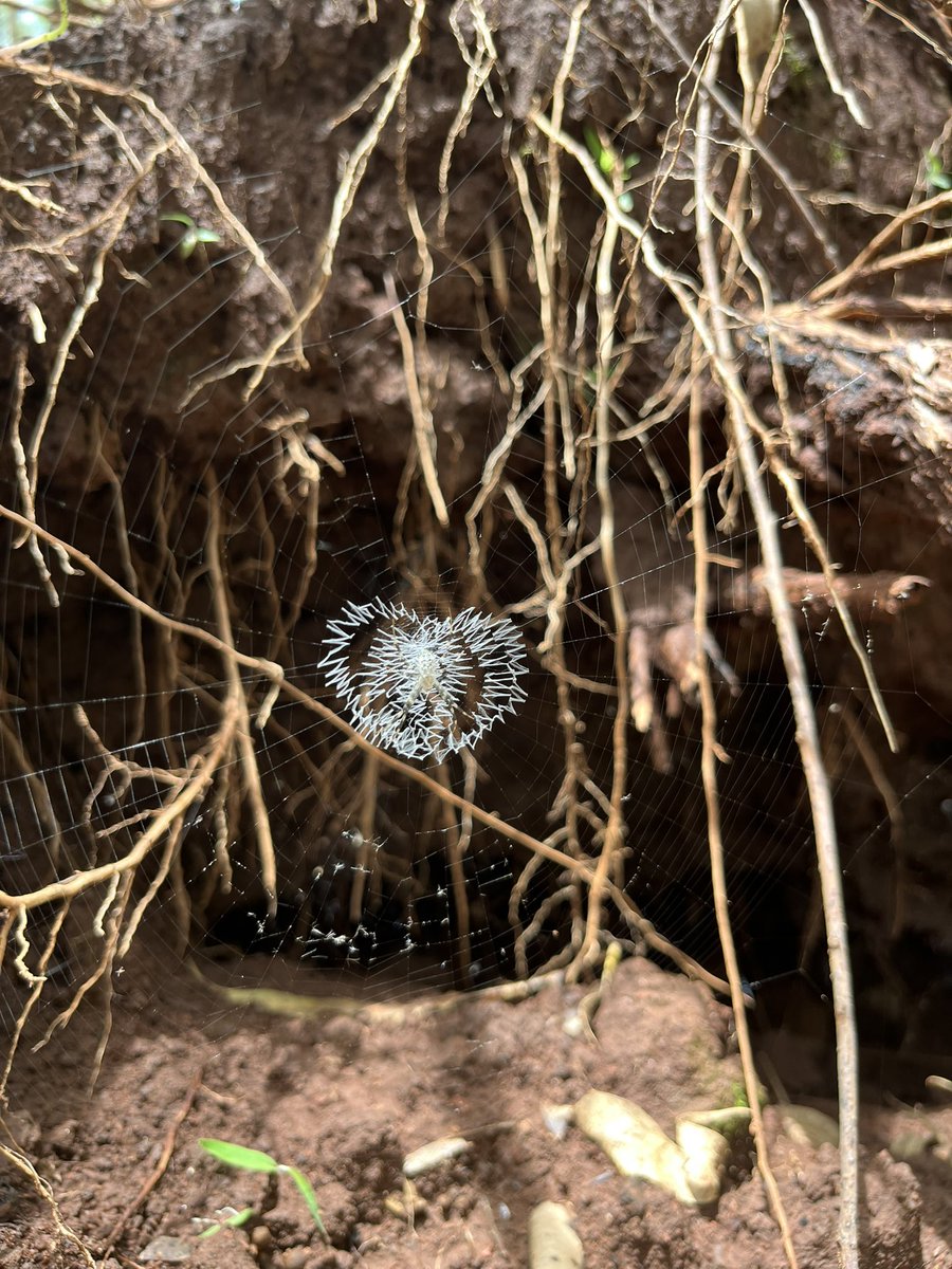 Happy Valentine’s day everyone! Happily nestled amongst Eucalyptus roots.