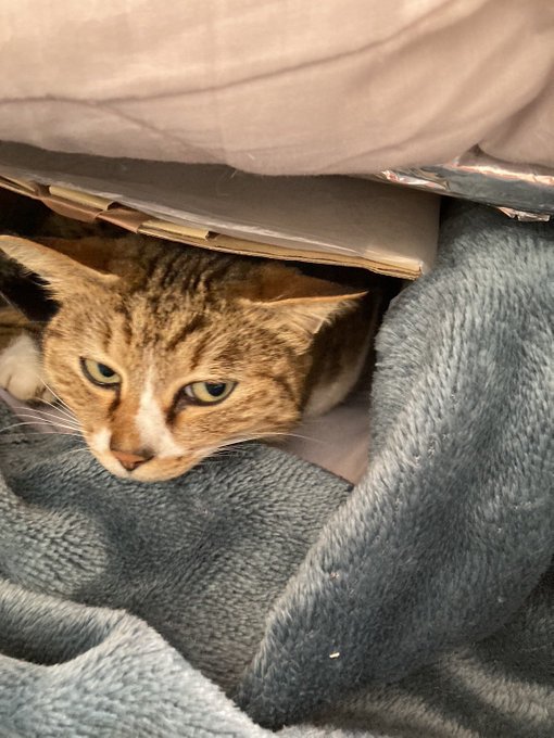 ねこがにょーいーんと巣から出てくるとこ 