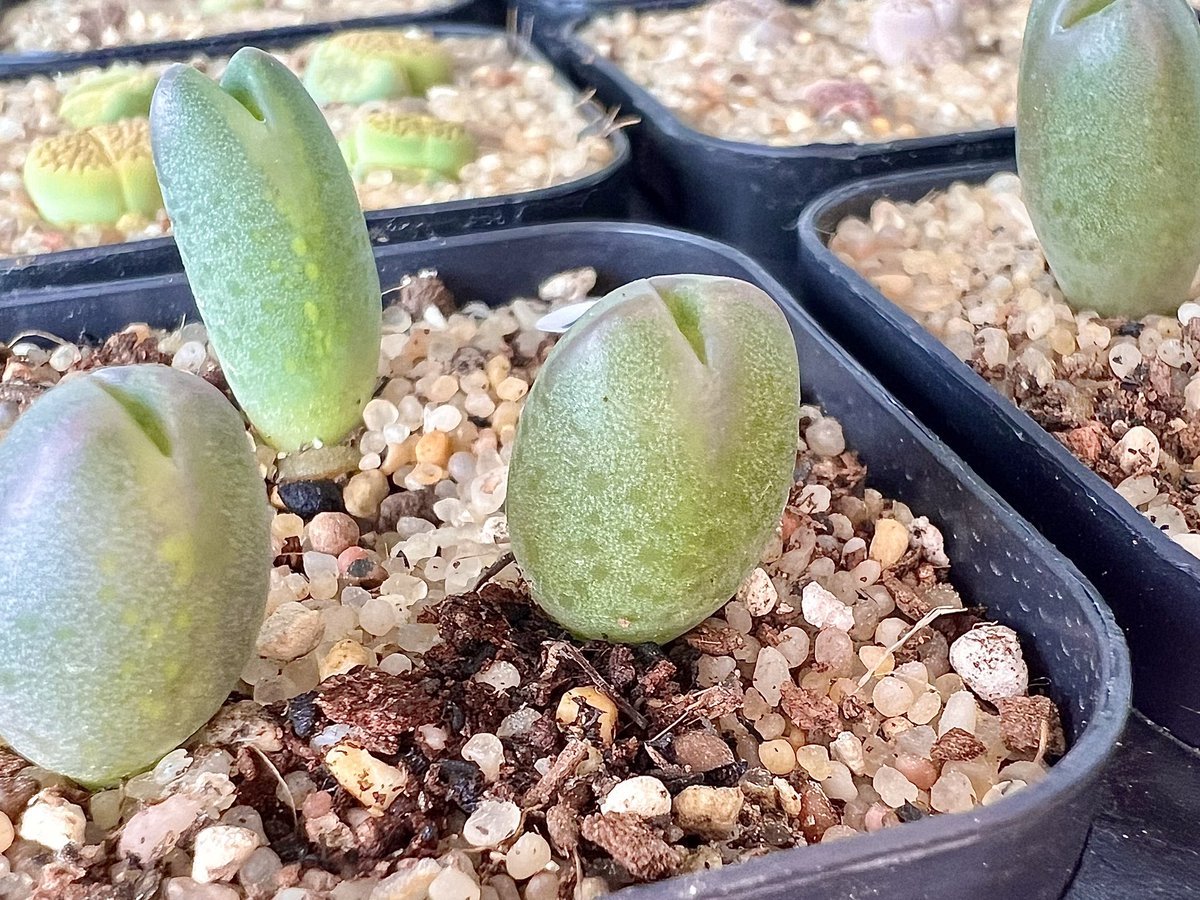 이번에 분양한 #체리톱스
봄볕에 귀 끝이 물들고 있어요💜
사랑스러운 이 자태.. 탈피를 앞두고 있답니다!