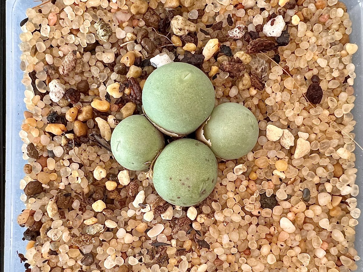 #칼큘러스 4두

#귀여운입술 #물줘 #완두콩 #코노피튬