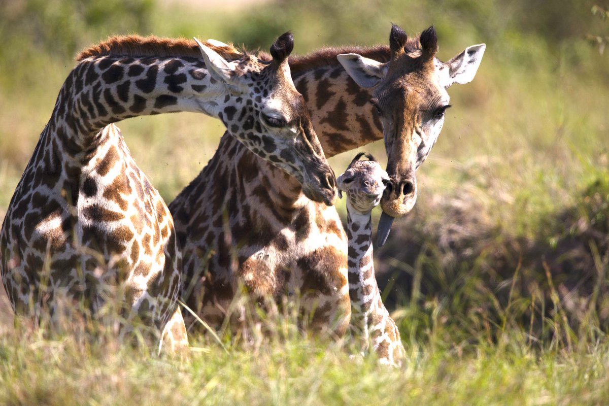 In three, two, one... all eyes forward for the family portrait🦒
📍: Masai Mara

#gosafari in Masai Mara👉bit.ly/Basecamp-Speci…

#basecampmasaimara #masaimarasafari #magicalkenya #nature #picoftheday #travelphotography #wildlifeconservation #africananimals