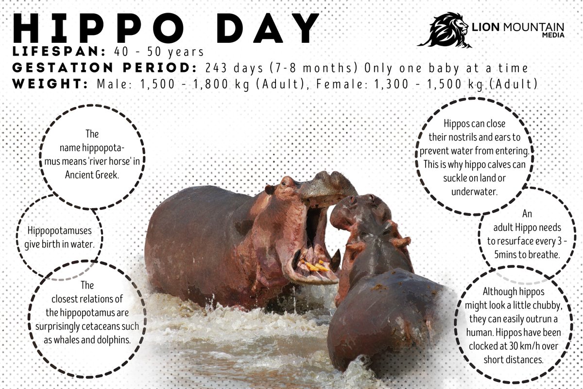 LionMountain_TV's tweet photo. World Hippo Day on February 15 celebrates the extraordinary hippopotamus and encourages people to take action to prevent its extinction. https://t.co/tBiXb9qhjB