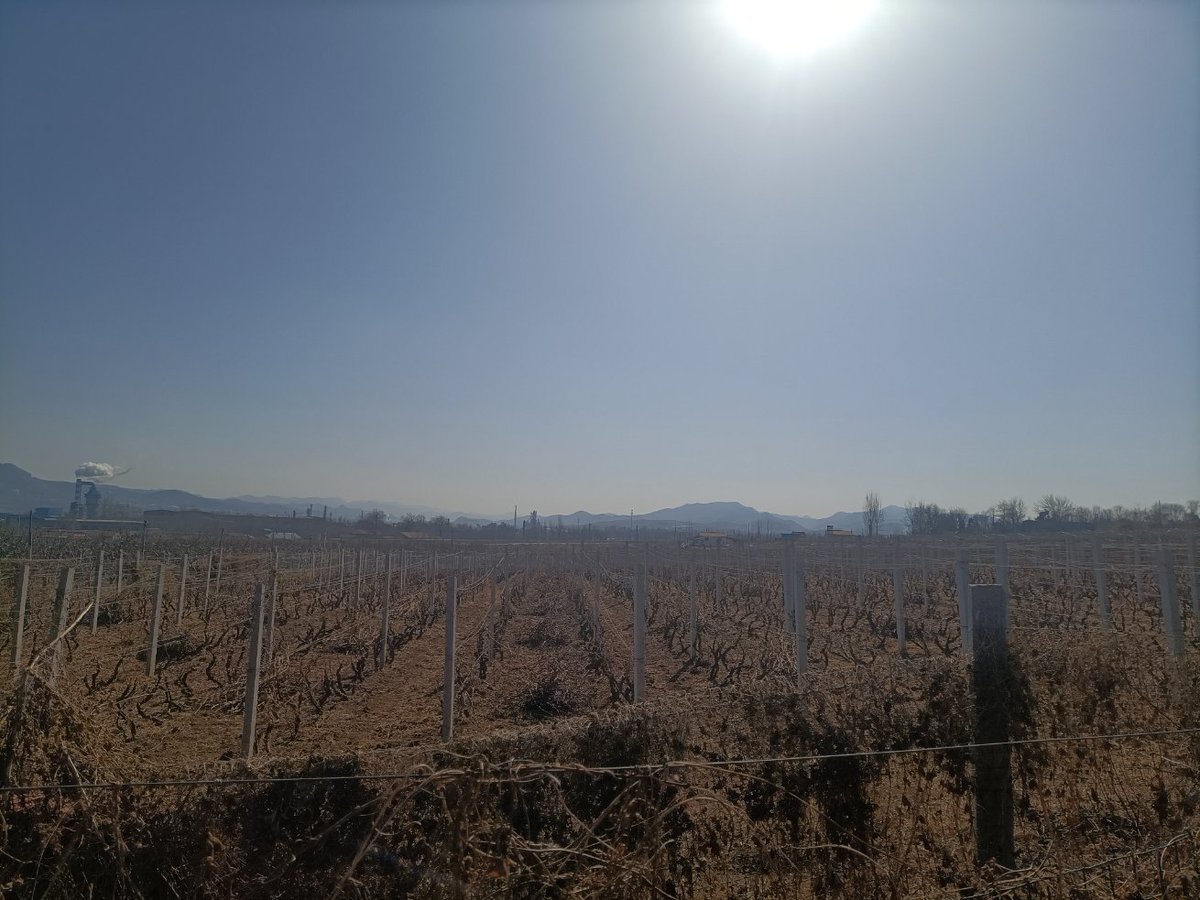PhoenixKanfu's tweet photo. 葡萄园🐤🐤🐤🐤 https://t.co/uxtQWajjYE