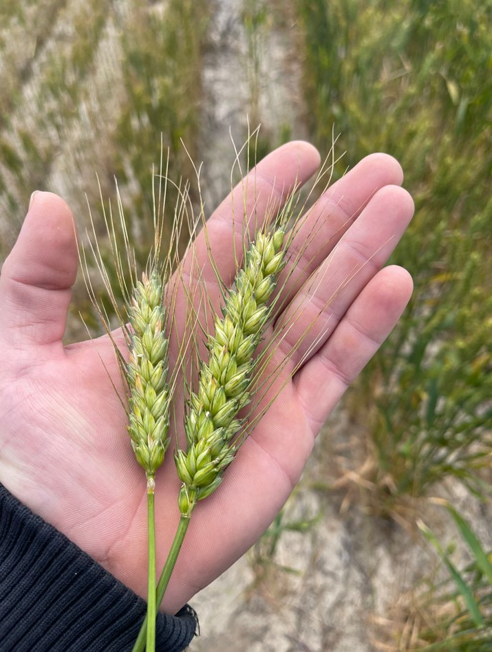 To deep rip, or not to deep rip? 🌾 The proof is in the pictures.

Check out these photos from <a href="/Browny_96/">Henry Brown</a> in Yelbeni, who set his <a href="/GessnerInd/">Gessner</a> Deep Ripper to 550mm.

Gessner’s machinery is built to last STOCK AVAILABLE, contact McIntosh &amp; Son today👉 loom.ly/fysT3Dg