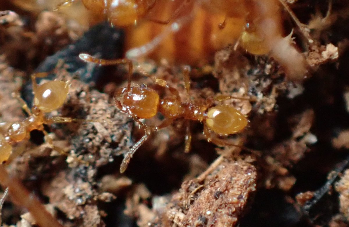 c90UEGv3HUTi5oz's tweet image. #アズマオオズアリ
#Pheidole fervida

イエコの脚蹴り一発戦意喪失する兵アリ(￣□￣;)!!

越冬ボケかな w

肉餌をこれだけ欲する様子からして越冬明けちゃってるな🤔

もうあと一ヶ月寝てていいよ❗

あとね、アズマってこんな小さい体して結構凄い顎してるんだよ✨

怖～((( ；ﾟДﾟ)))