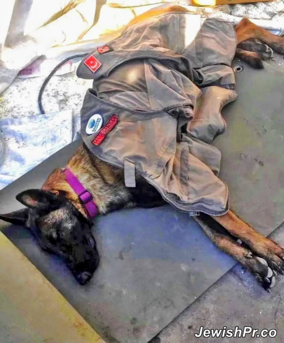 joelleyden's tweet photo. He slept after 56 hours of work and after he found more than 40 people under the rubble in #Turkey. Social worker Christian Klein suggests the rescue team should bury live people and allow the dog to find them so he would feel successful in finding people alive.

#Israel #Dogs https://t.co/WbW1Atm7gr