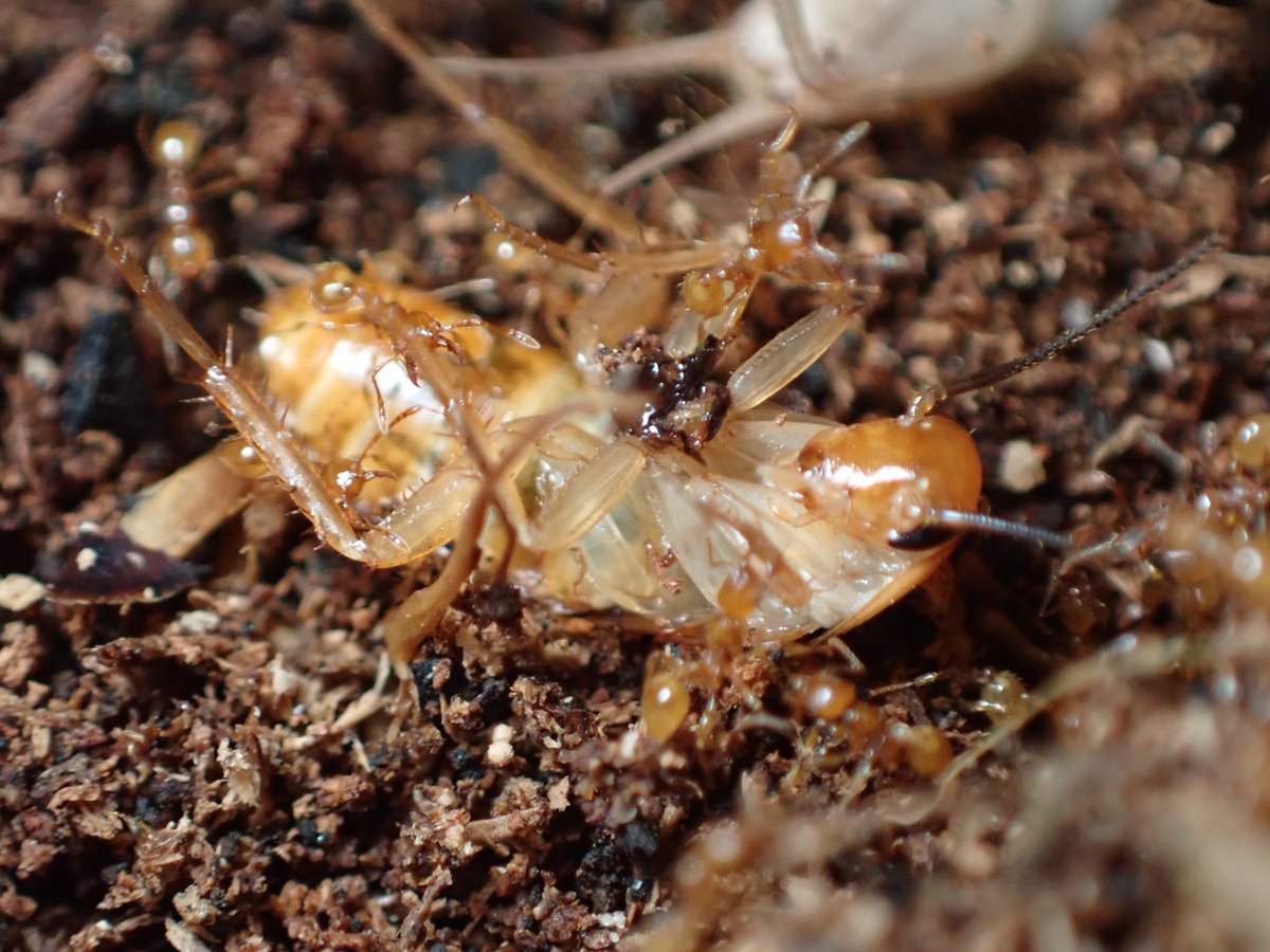 c90UEGv3HUTi5oz's tweet image. #アズマオオズアリ
#Pheidole fervida

イエコの脚蹴り一発戦意喪失する兵アリ(￣□￣;)!!

越冬ボケかな w

肉餌をこれだけ欲する様子からして越冬明けちゃってるな🤔

もうあと一ヶ月寝てていいよ❗

あとね、アズマってこんな小さい体して結構凄い顎してるんだよ✨

怖～((( ；ﾟДﾟ)))