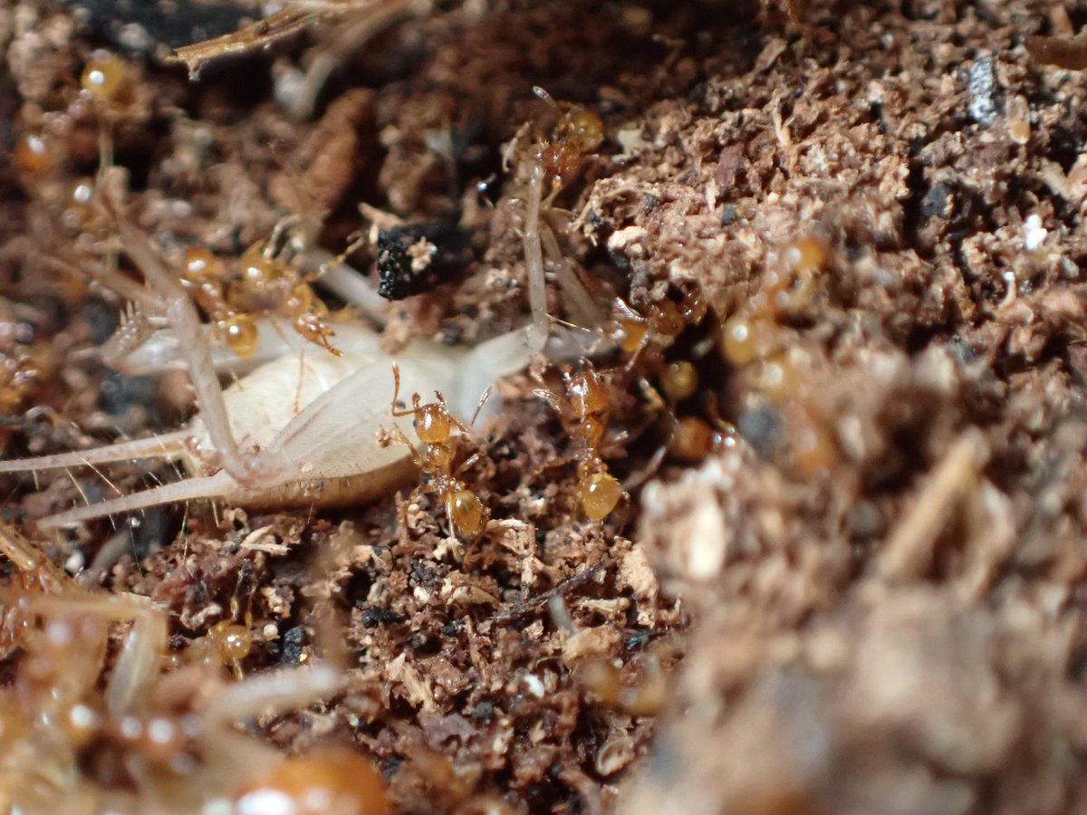 c90UEGv3HUTi5oz's tweet image. #アズマオオズアリ
#Pheidole fervida

イエコの脚蹴り一発戦意喪失する兵アリ(￣□￣;)!!

越冬ボケかな w

肉餌をこれだけ欲する様子からして越冬明けちゃってるな🤔

もうあと一ヶ月寝てていいよ❗

あとね、アズマってこんな小さい体して結構凄い顎してるんだよ✨

怖～((( ；ﾟДﾟ)))