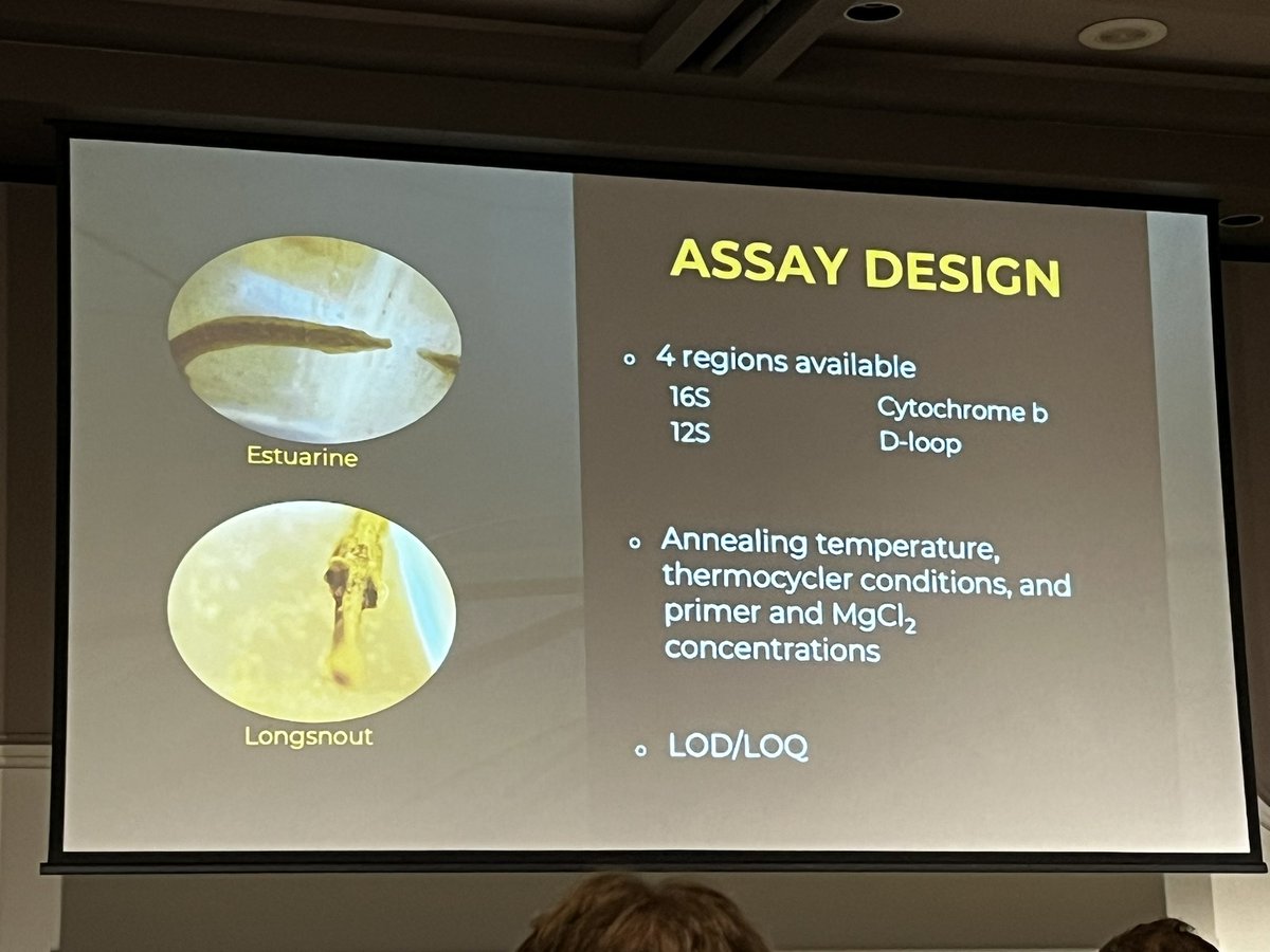 Clare_eDNA's tweet image. The #importance of #species-#specific #assay #design highlighted for an #endangered #pipefish, for which the assay #outperformed traditional seine netting 
@Curtin_TrEnD #eDNA2023