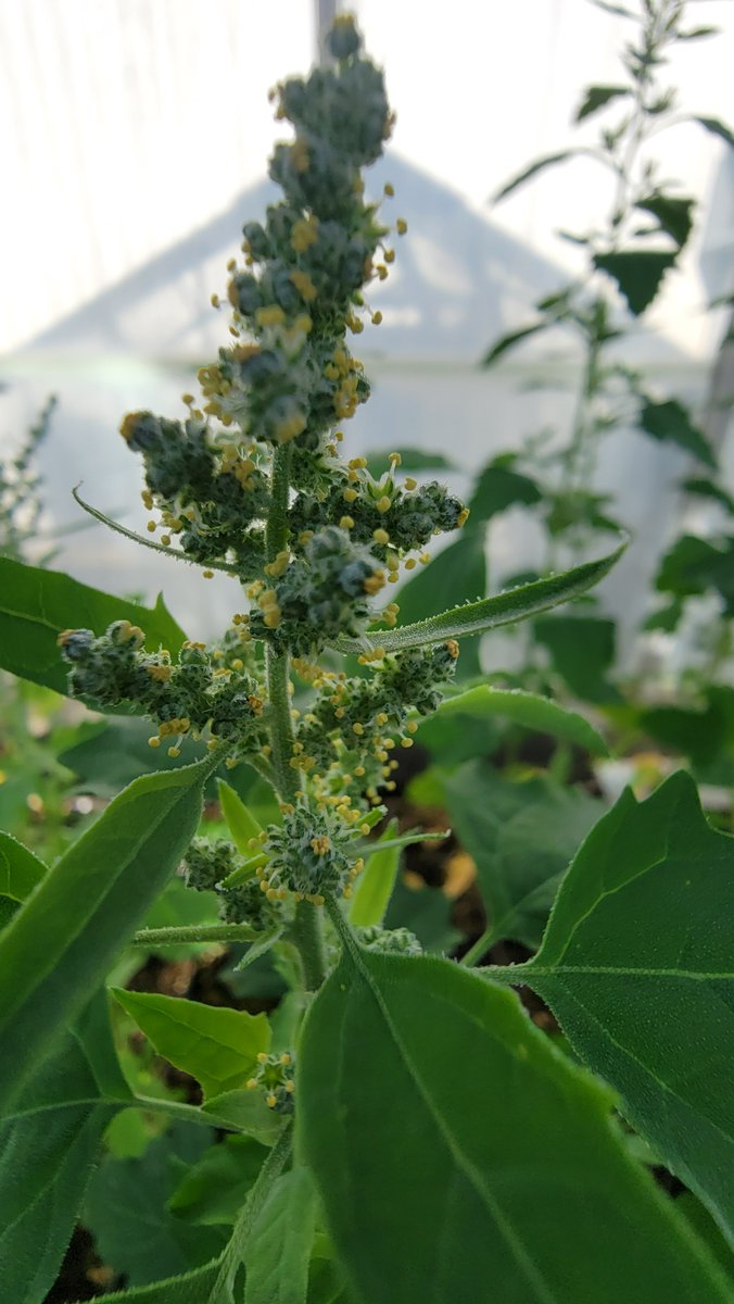 QuinoaHub tweet media