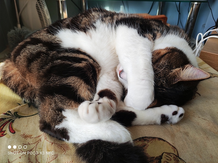scyllabud's tweet photo. @PickliciousF I overheard the vet telling my dad to put me on a diet and he said OK🙀 https://t.co/bB1MmwuY0k
