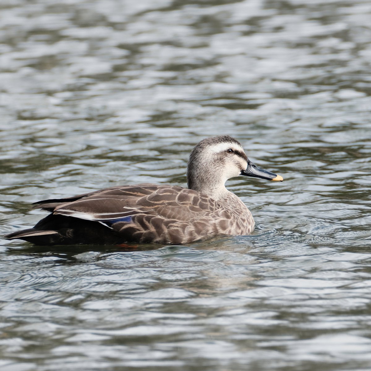 GdKwrM5MuAKWAw3's tweet photo. Spot-billed duck, Gray duck,
Valentine's Day Afternoon Sunshine, Former Yasuda Garden, Sumida-ku, Tokyo
カルガモ, Anas zonorhyncha
#birdphotography #duck #spotbiledduck #grayduck #BirdTwitter #BirdsSeenIn2023 #tokyo #墨田区 #formeryasudagarden https://t.co/8CLqIgFKfc