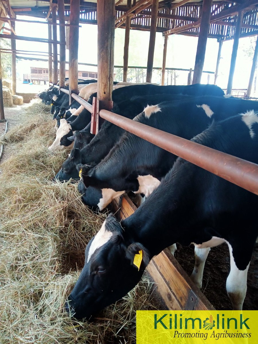 kilimolink's tweet photo. Kindly retweet our next client could be on your TL... Incalf heifers available from 2 months to 6 months. Location: Baraka Farm in #Eldoret A few bulling heifers and lactating cows are also available. Contact 0720888411 https://t.co/QytiAFCZ7I