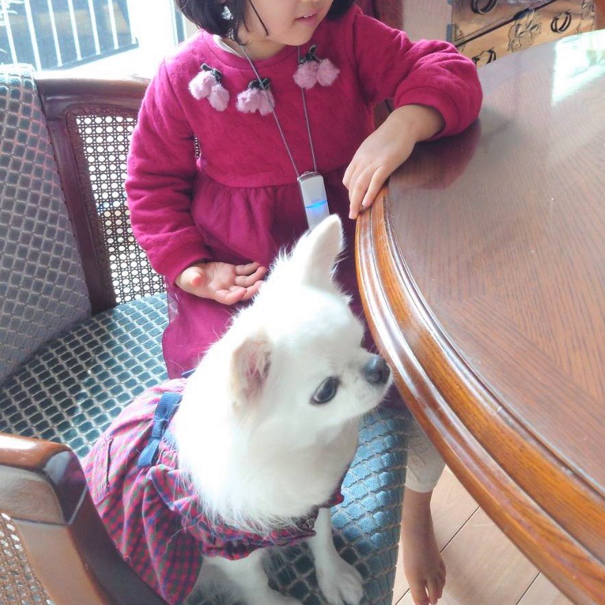 IONION22631660's tweet photo. 犬好きなのに、一緒にいるとアレルギー反応が出てしまう3歳児。
こんなときこそ！とイオニオンを身につけてもらったら…
くしゃみも、目をこする回数も激減✨
イオニオンを忘れたときは目が腫れてしまったのに、目が赤くなることもありませんでした。
"イオンのお守り"、これからも忘れず携帯します。 https://t.co/CynebY2G6w
