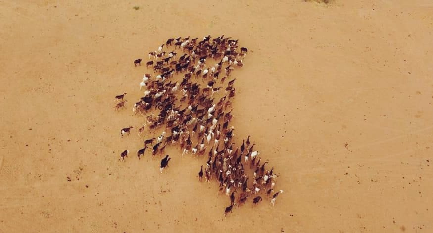 Walid_Leberbere's tweet photo. #Gao #Tilemsi #DjiDrone
Un troupeau des moutons https://t.co/yn4SAZfBsv