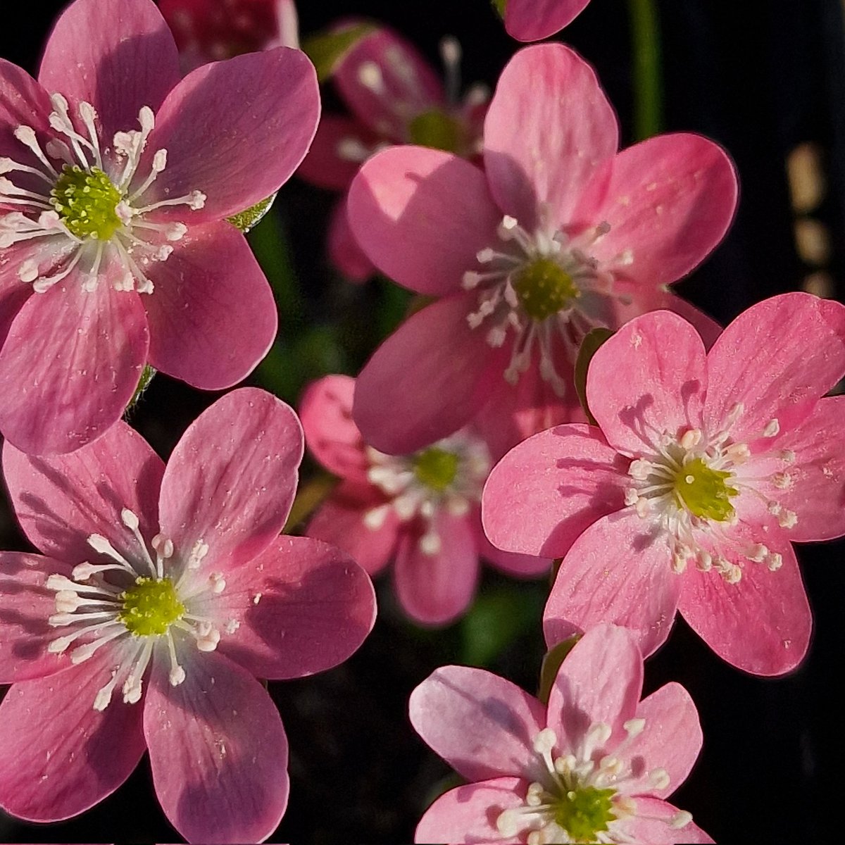 A beautiful Hepatica japonica f. magna flowering now.

This genus of spring woodlanders is sure to make an appearance on the benches at the AGS Show & Plant Fair this Saturday, 18 Feb, at Llanwern High School, Hartridge Farm Road, Newport, NP18 2YE.

Doors open 11am - 3.30pm.