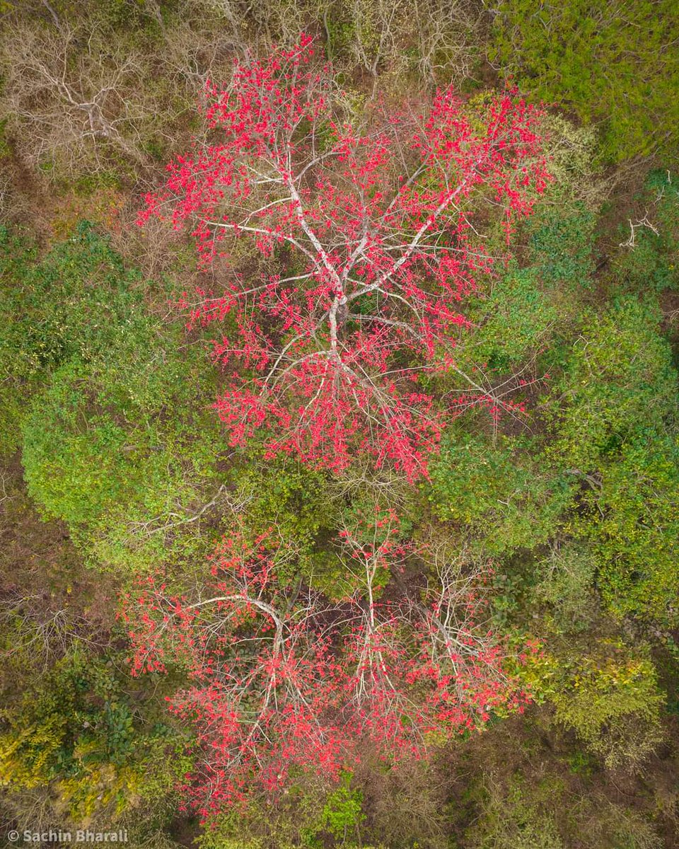 Praveen_nature's tweet photo. #RadishWood #Jorhat #Assom #Nature #Naturelover #NatureBeauty #NaturePhotography #Greenary #Beautiful #Village #Villagebeauty #Villagephotography #India #Droneshot #Dronephotography https://t.co/c2DQsmBN5N
