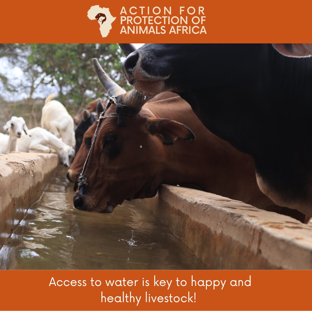 action_apaa's tweet photo. Access to water ๐ซง is key to happy and healthy livestock!๐
It's our responsibility to ensure that our livestock is well-hydrated.
With proper care, we can help these animals lead โ
happy and healthy lives.
#AnimalWelfare #AnimalsInDisasters https://t.co/qGXNOxJyPY
